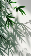 Fototapeta premium Abstract bamboo leaves shadow on white wall background, beauty, aesthetic, chinese style, botany, blank space, symbol, faith, cultural confidence, HD wallpaper, background, generated by AI.