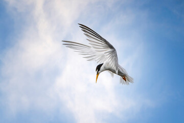 Little tern (Sternula albifrons) in flight before a dive. Copy space image.