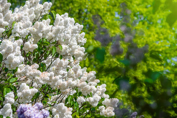 Inflorescence of a white lilac against a blue sky
