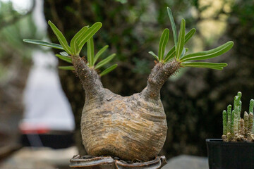 Each of the beautiful Pachypodium rosulatum trees has a unique appearance and is quite charming