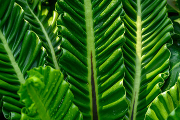 Green Cobra Bird's nest fern in garden, Nature leaf background
