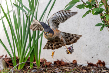 Eurasian sparrowhawk (Accipiter nisus)
