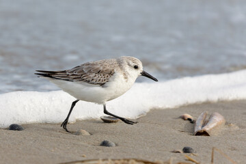 Sanderling (Calidris alba)