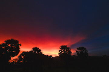 Silhouettes of palm trees against a vibrant red and blue summer sunset sky