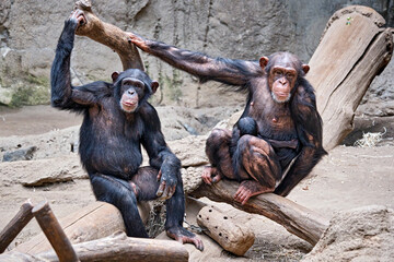 Westafrikanischer Schimpanse ( Pan troglodytes verus ).
