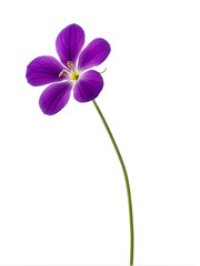 A violet