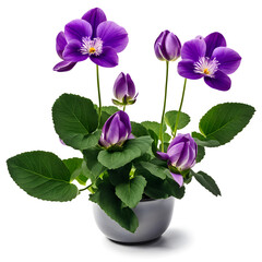 Violets