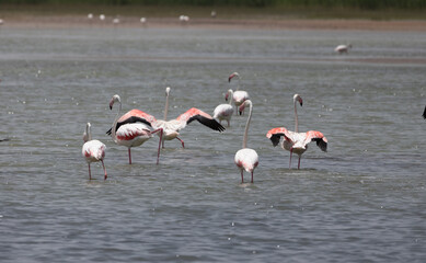 flamingo, bird, pink, water, animal, nature, wildlife, lake, birds, wild, flamingos, zoo, swan, beak, red, feather, white, feathers, beautiful, exotic, beauty, tropical, phoenicopterus, animals, stand