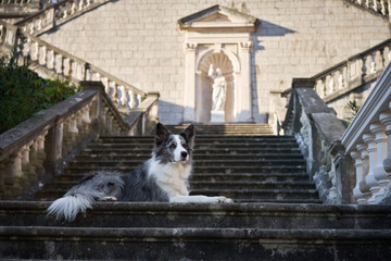 A Border Collie dog rests gracefully on the steps of a grand stone staircase leading to an ornate...