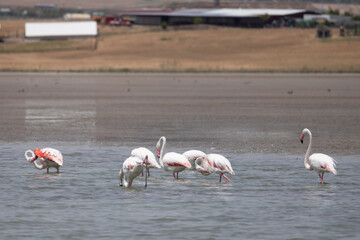 flamingo, bird, pink, water, animal, nature, wildlife, lake, birds, wild, flamingos, zoo, swan, beak, red, feather, white, feathers, beautiful, exotic, beauty, tropical, phoenicopterus, animals, stand