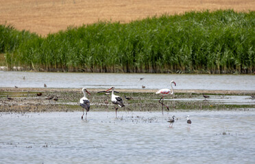 flamingo, bird, pink, water, animal, nature, wildlife, lake, birds, wild, flamingos, zoo, swan, beak, red, feather, white, feathers, beautiful, exotic, beauty, tropical, phoenicopterus, animals, stand