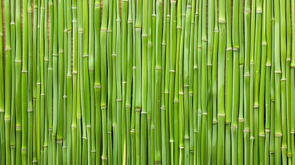 Fototapeta premium Green Bamboo Texture Background