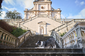 A Border Collie dog rests gracefully on the steps of a grand stone staircase leading to an ornate...