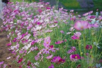 A multicolored cosmos features petals in various shades like pink, red, yellow, and white, surrounding a bright yellow center.