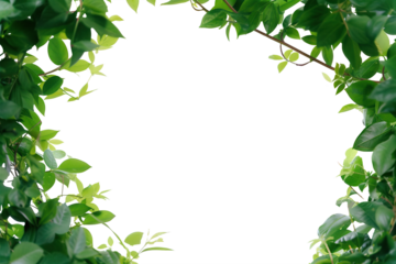 Lush green leaves foliage border on transparent background
