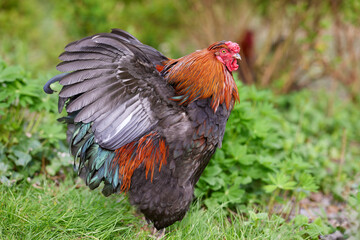 Rooster with open wings in garden