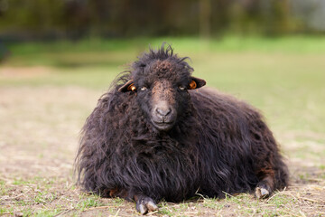Fototapeta premium Brown female ouessant sheep lays down on meadow