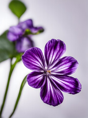 A violet