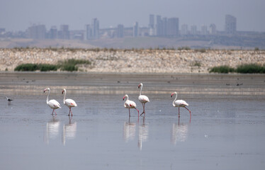flamingo, bird, pink, water, animal, nature, wildlife, lake, birds, wild, flamingos, zoo, swan, beak, red, feather, white, feathers, beautiful, exotic, beauty, tropical, phoenicopterus, animals, stand