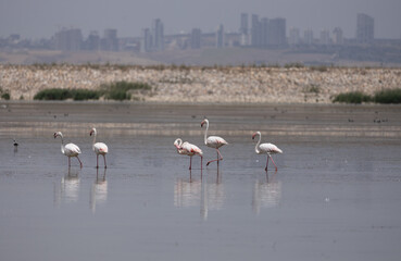 flamingo, bird, pink, water, animal, nature, wildlife, lake, birds, wild, flamingos, zoo, swan, beak, red, feather, white, feathers, beautiful, exotic, beauty, tropical, phoenicopterus, animals, stand
