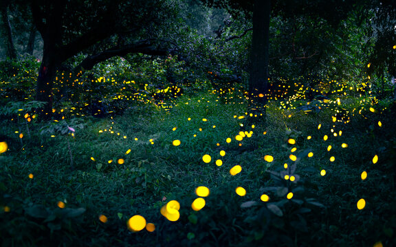 Firefly flying in the forest. Fireflies in the bush at night in Prachinburi Thailand. Long exposure photo.