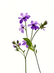 Obraz premium Violets