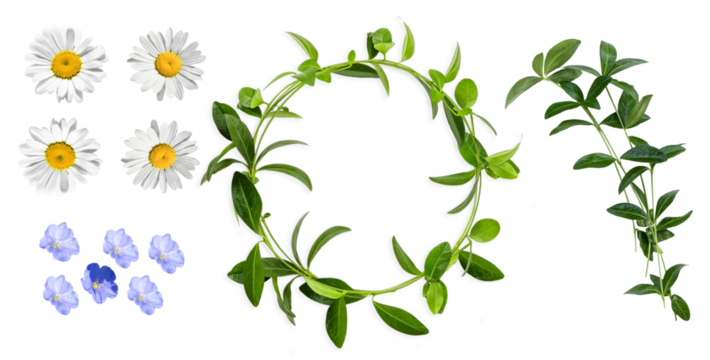 leaves. periwinkle wreath. Set of isolated plants. Round . daisies, flax, a wreath of periwinkle leaves
