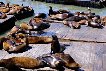 sea lion colony at Fisherman's Wharf, San Francisco