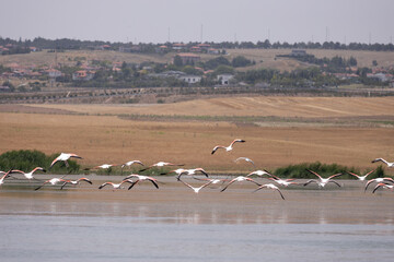 flamingo, bird, pink, water, animal, nature, wildlife, lake, birds, wild, flamingos, zoo, swan, beak, red, feather, white, feathers, beautiful, exotic, beauty, tropical, phoenicopterus, animals, stand