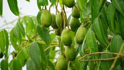 Close-up of Spondias dulcis fruit on the tree