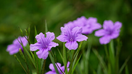 Close-up of blooming Ruellia angustifolia flower