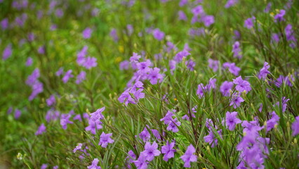 Obraz premium Close-up of blooming Ruellia angustifolia flower