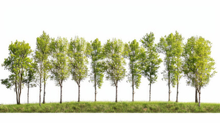 A clear picture of a line of trees standing tall against a blank white background.