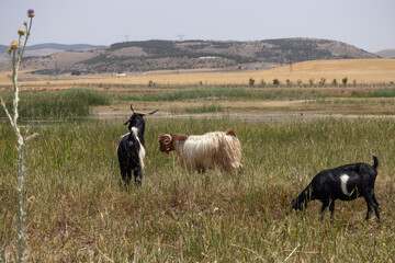 animal, cow, sheep, farm, grass, goat, nature, white, agriculture, calf, cattle, mammal, pasture, livestock, rural, field, meadow, green, landscape, farming, animals, countryside, summer, outdoors, be