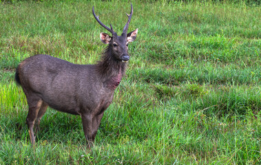 A wild animal deer standing in the middle of the grassland had an injury to its neck.
