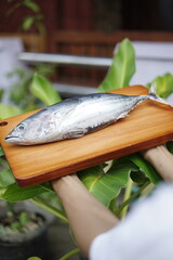 Tuna on a wooden plate. Skipjack tuna on wooden plate hold by hand. Tuna on wooden plate with green leaf background. Skipjack tuna