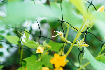 cucumber plant weaves along grid, with peduncles and fruits