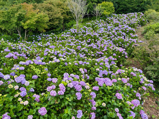 あじさい　埼玉　美の山公園	