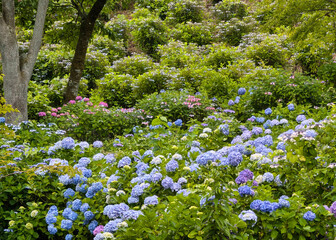 あじさい　埼玉　美の山公園	