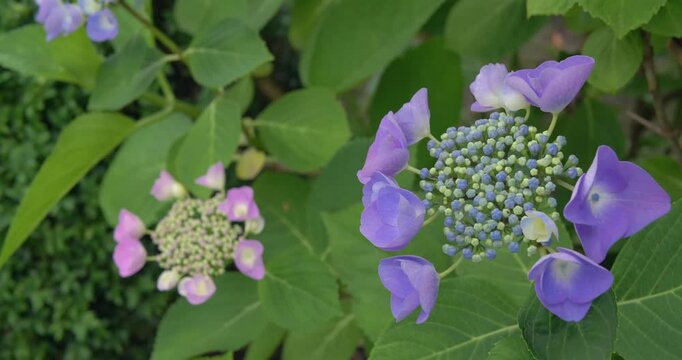 Tellerhortensie im Garten, Oberbayern, Bayern, Deutschland, Europa
