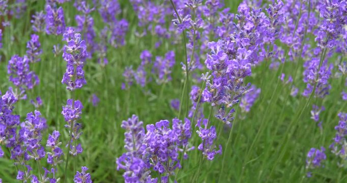 Bl&uuml;hender Lavendel (Lavandula angustifolia)
