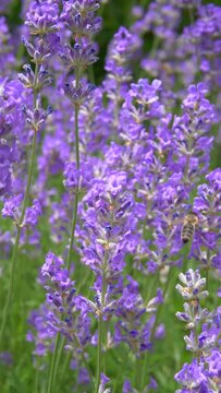 Bl&uuml;hender Lavendel (Lavandula angustifolia)