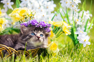 Portrait of cute funny dreamy little kitten crowned with a chapel. The kitte lies in a basket on...