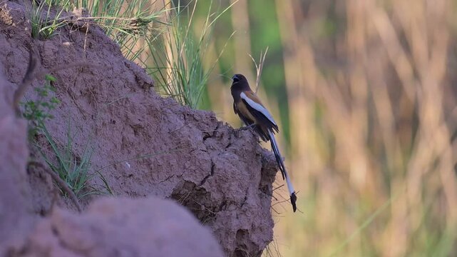 Rufous treepie (Dendrocitta vagabunda) in Hill Area