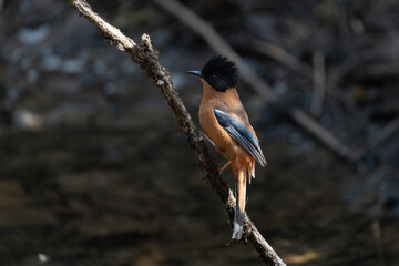 The rufous sibia (Heterophasia capistrata) is a species of bird in the family Leiothrichidae. Its natural habitat is the temperate forests of the Lower to Middle Himalayas