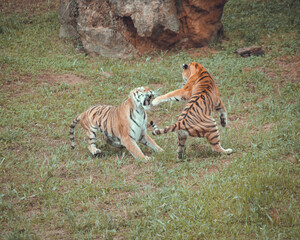 Two tigers fighting in the forest