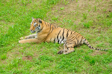A tiger in the forest