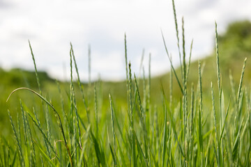 Fototapeta premium Green grass with long blades of grass and the sky in the background