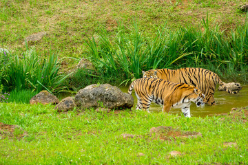 Tiger's couple. Love in nature.