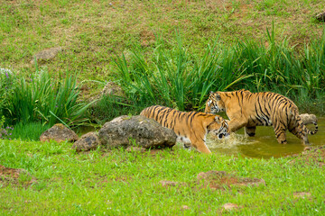 Tiger's couple. Love in nature.